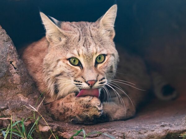 Bobcat Spiritual Meaning: A Guide to Its Symbolic Significance