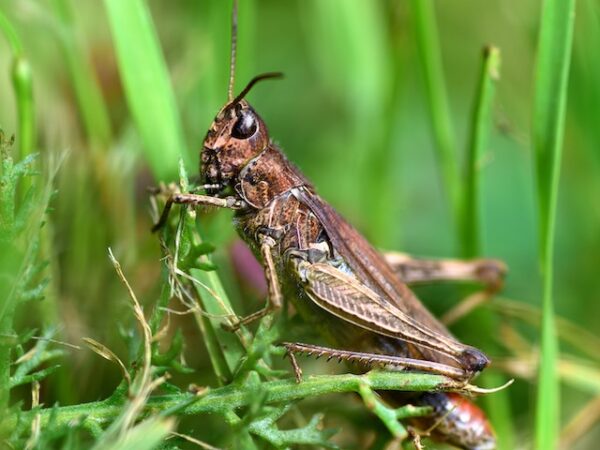 Cricket Dream Meaning: What Your Dreams of Crickets Are Trying to Tell You
