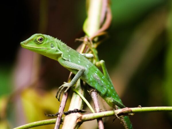 Green Lizard Spiritual Meaning: Exploring the Symbolism of Renewal