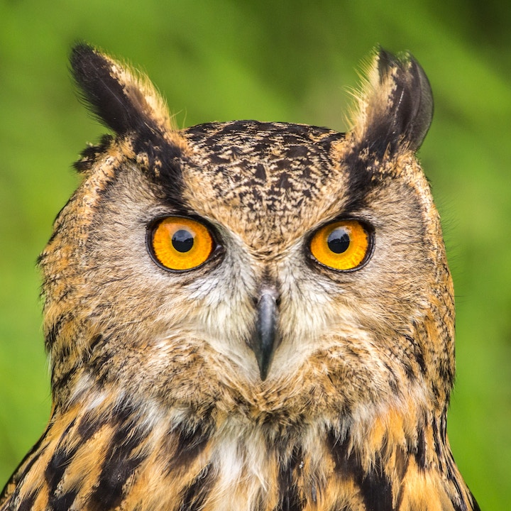 Owl Zodiac Sign