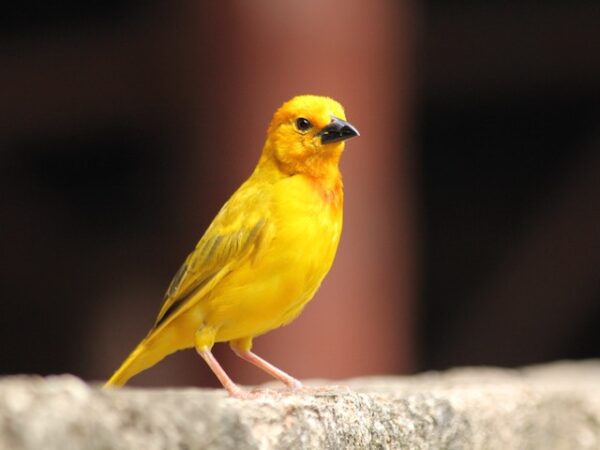 Yellow Bird Meaning: Understanding its Spiritual Symbolism