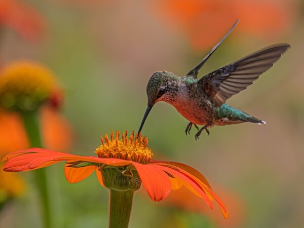 Hummingbird Dream Meaning: Discover the Symbolism Behind Your Dreams