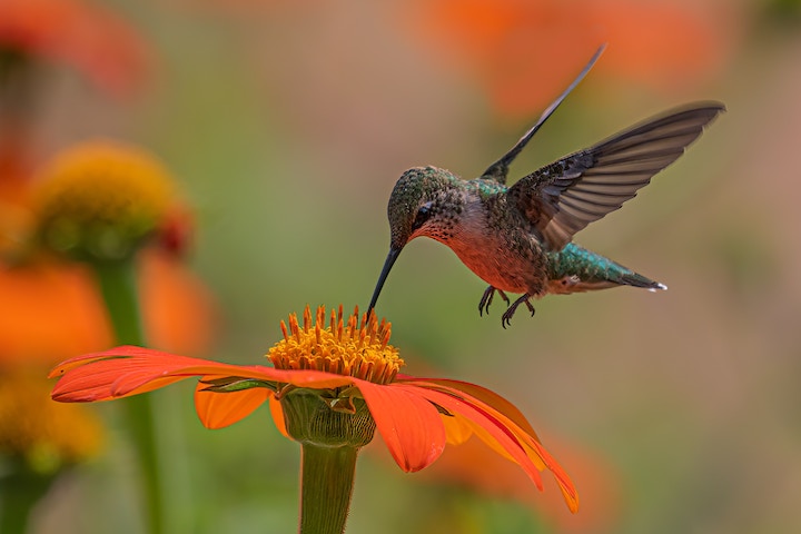 hummingbird dream meaning