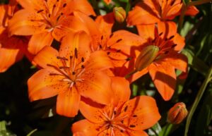 Tiger Lily Meaning