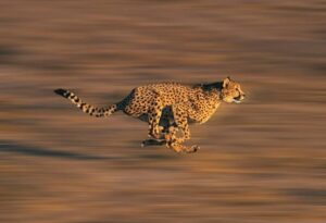 Cheetah Spiritual Meaning