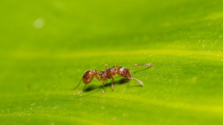 Ant Spiritual Meaning