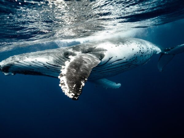 Whale Dream Meaning: Understanding the Symbolism of Whales in Your Dreams