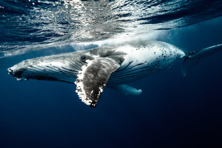 Whale Dream Meaning