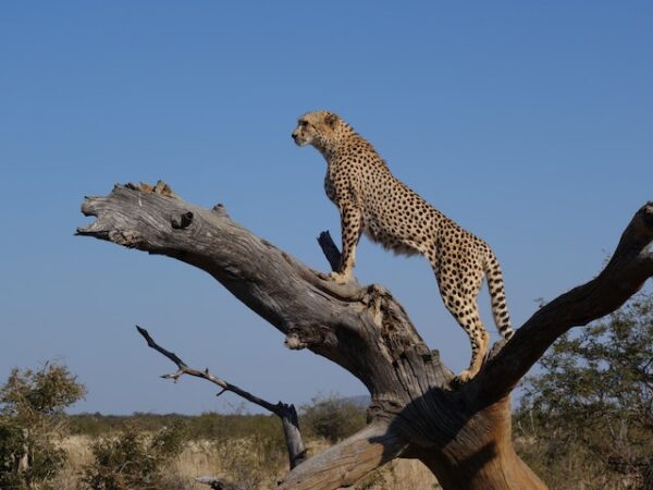 Cheetah Spiritual Meaning: The Significance of Speed and Power