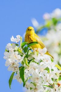 Yellow Bird Meaning