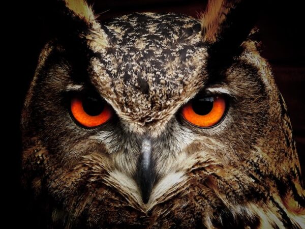Owl Zodiac Sign: The Role of the Owl Totem in Native American Zodiac