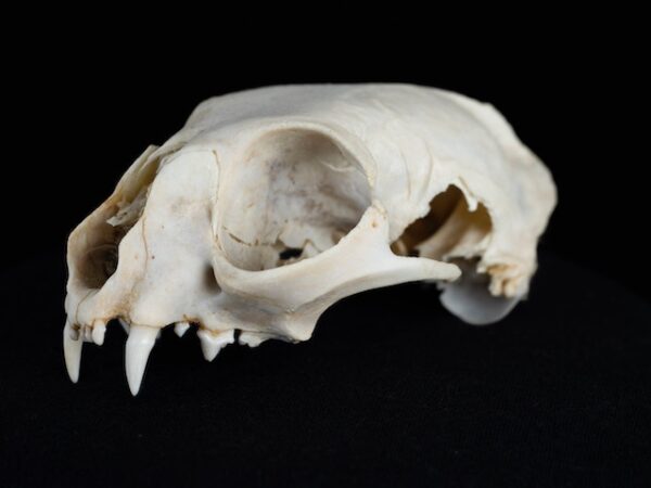 Cat Skull Spiritual Meaning: Explore Its Connection to the Spiritual Realm