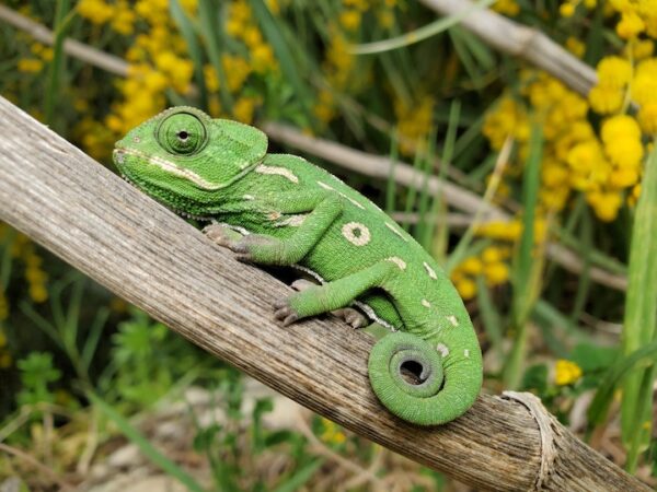Chameleon Spiritual Meaning: Embracing Change and Transformation