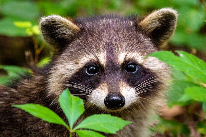 Raccoon Dream Meaning