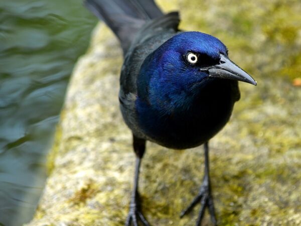 Grackle Spiritual Meaning: Unveiling the Secrets of Transformation