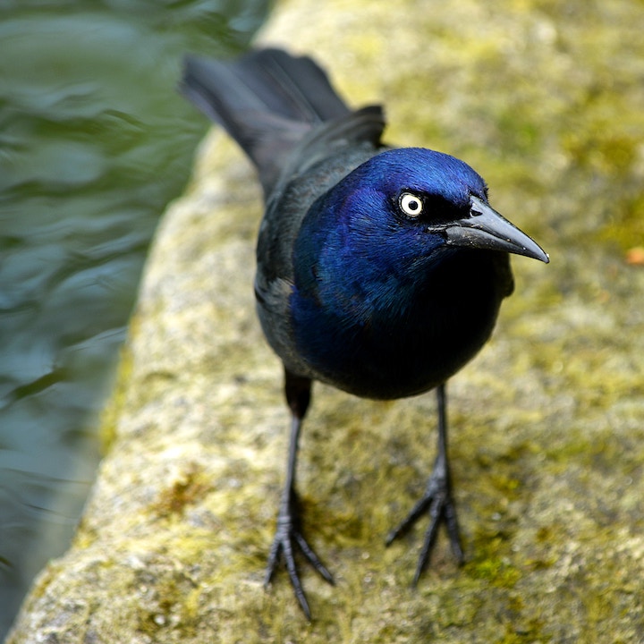 Grackle Spiritual Meaning