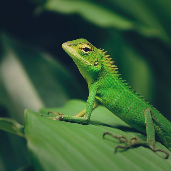 green lizard spiritual meaning