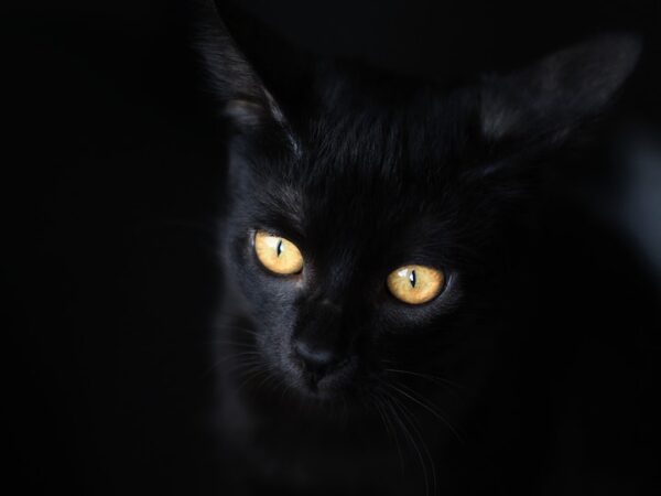 Black Cat with Yellow Eyes Spiritual Meaning: Unveiling the Secrets