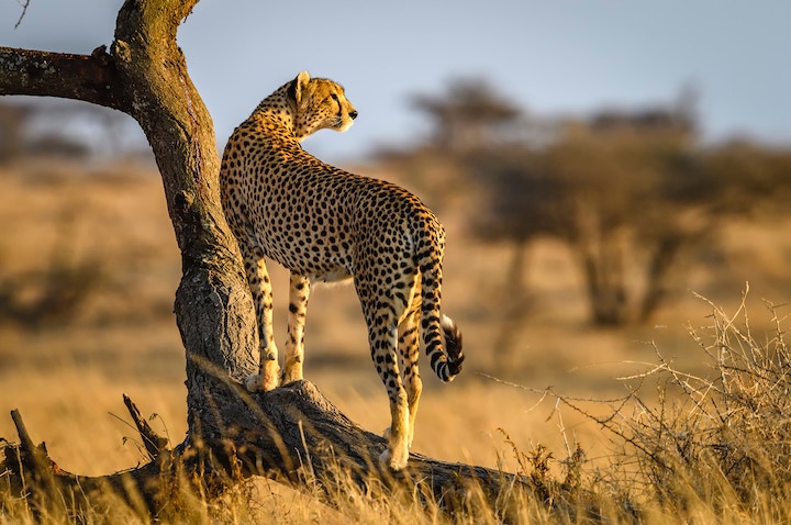 cheetah spiritual meaning