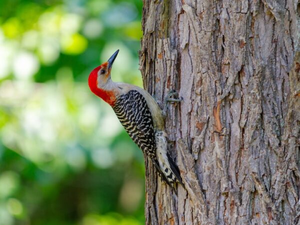 Woodpecker Zodiac Sign: Personality Traits and Spiritual Significance