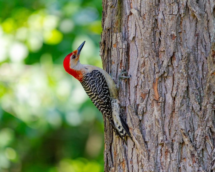 Woodpecker Zodiac Sign