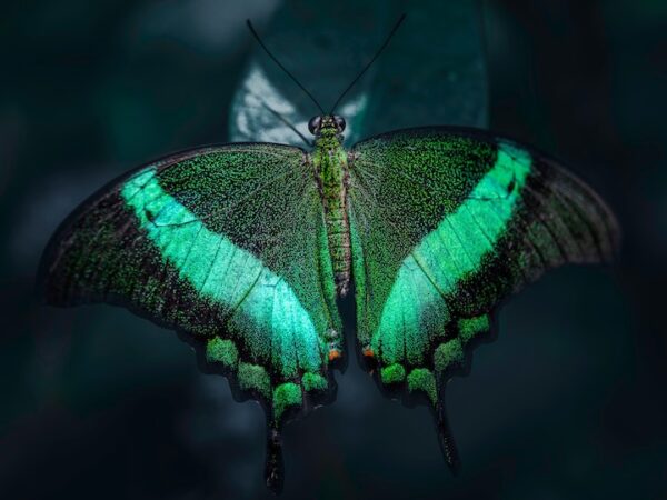 Green Butterfly Spiritual Meaning, Symbolism, and Dream Interpretation: A Comprehensive Guide