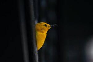 Yellow Bird Meaning