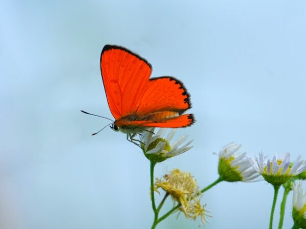 Red Butterfly Meaning: Unveiling Its Extraordinary Spiritual Significance and Symbolism