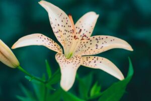 Tiger Lily meaning