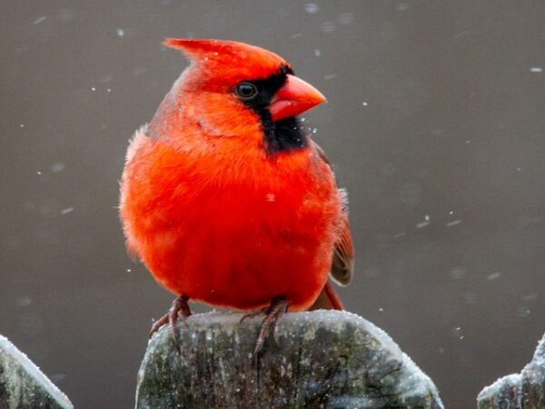 Red Cardinal Spiritual Meaning: The Cardinal as a Spiritual Guide