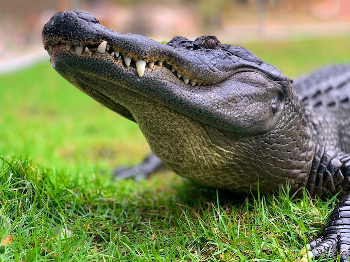 Alligator Spiritual Meaning