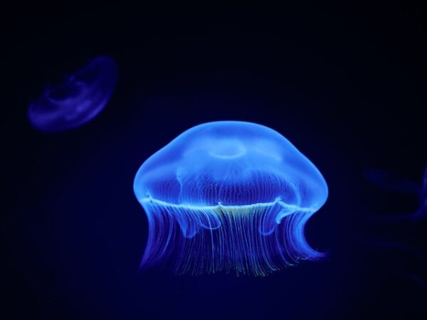 Jellyfish Symbolism: Navigating Life’s Ebb and Flow