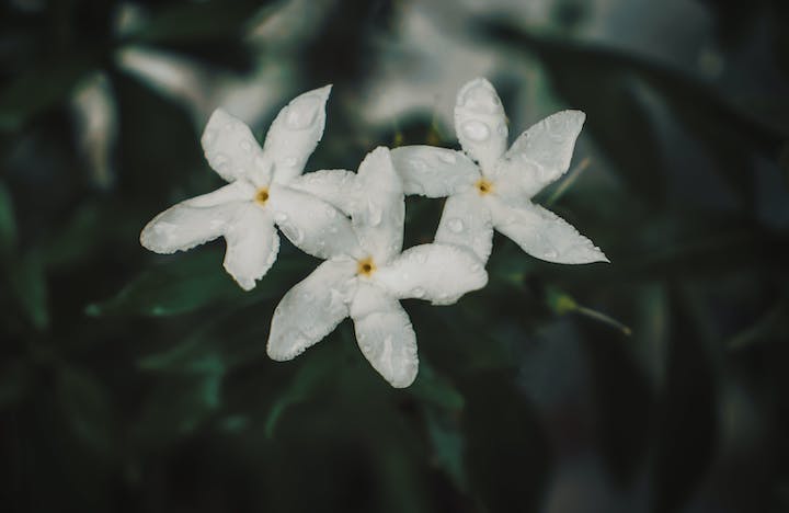Jasmine flower meaning