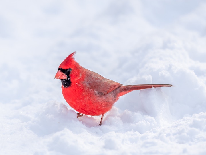 Red Cardinal Spiritual Meaning