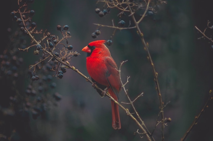 Red Cardinal Spiritual Meaning