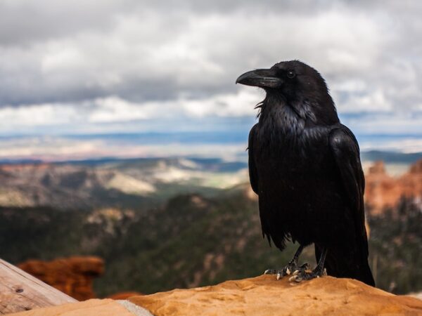 Crow Spiritual Meaning: The Sacred Symbolism of the Crow