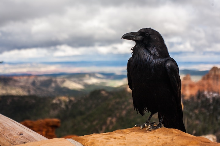 Crow Spiritual Meaning