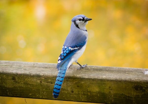 Blue Jay Spiritual Meaning: Unveiling the Hidden Messages