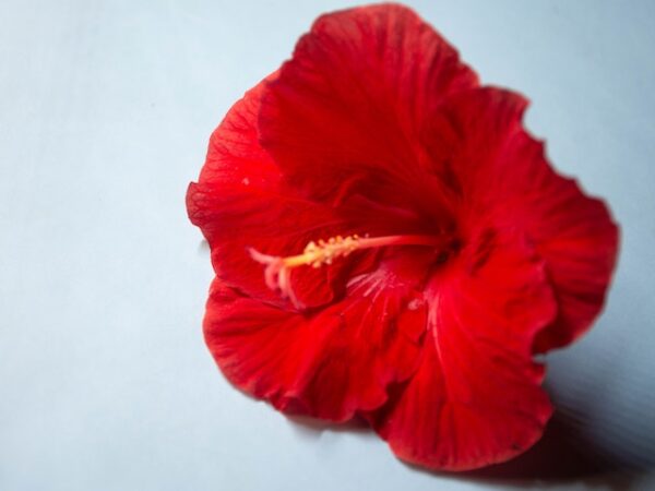 Hibiscus Spiritual Meaning: A Symbol of Love and Beauty