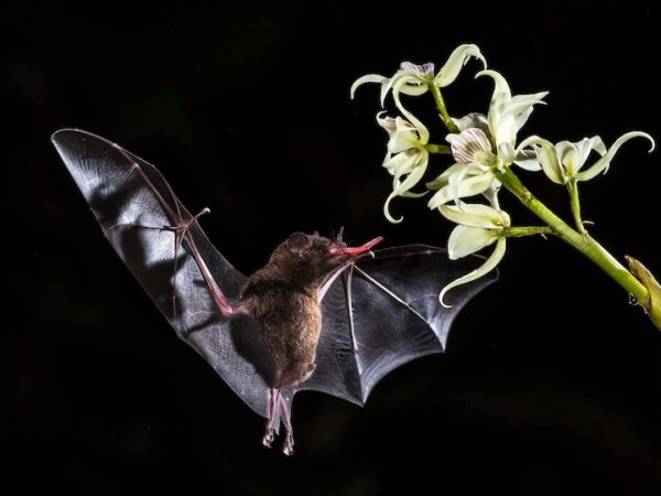 Bat Spiritual Meaning: Unlocking the Power of this Mystic Creature