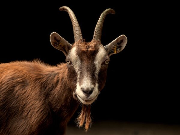 Goat Spiritual Meaning: Embracing Inner Strength and Resilience