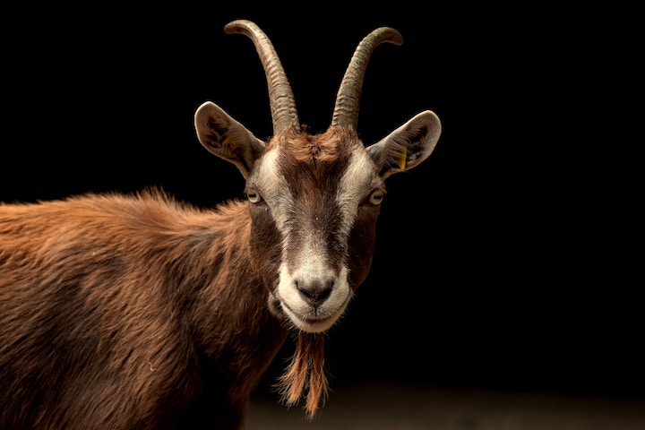 Goat Spiritual Meaning