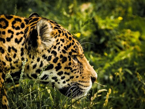 Jaguar Spiritual Meaning: Embodying the Spirit of the Wild