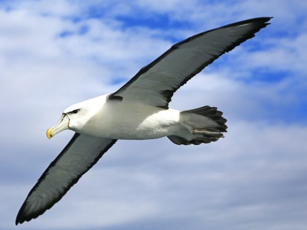 Albatross Spiritual Meaning: A Majestic Bird with Deeper Symbolisms