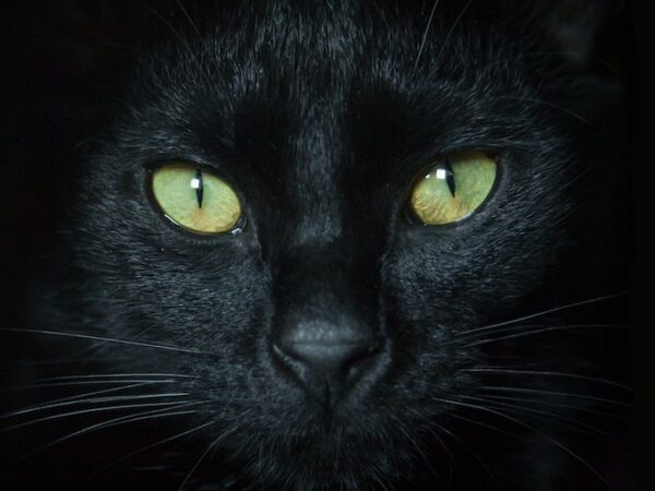 Black Cat Spiritual Meaning: Is the Omen True or False?