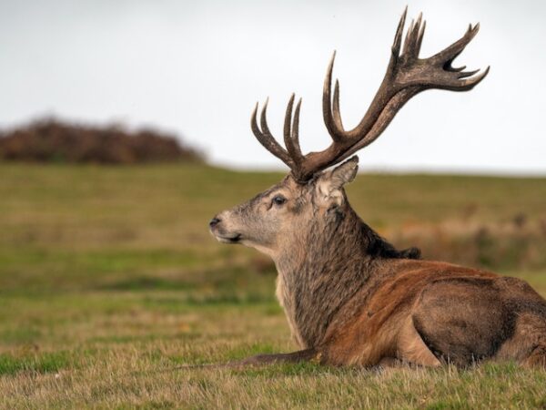 Stag Spiritual Meaning: Channeling the Power of the Wild