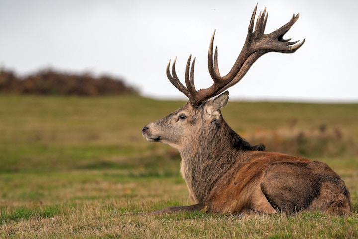 Stag Spiritual Meaning