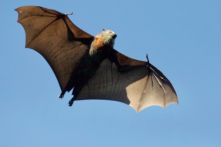 Bat Spiritual Meaning