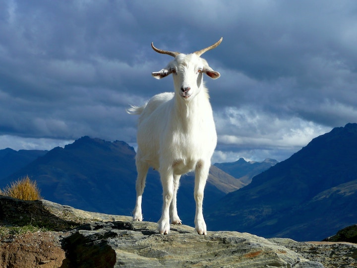 Goat Spiritual Meaning