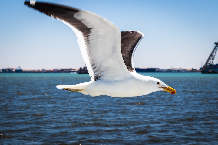 Albatross Spiritual Meaning